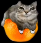 The cats world