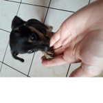 Dogs and cats - fan group
