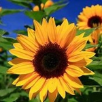 Sunflower Experiences