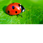 Lady Bug Center