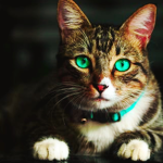 Rip Maxismylostcat