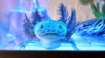 The Anything Axolotl Team
