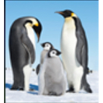 Penguin Group squad