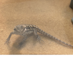 BeardedDragonSpecky