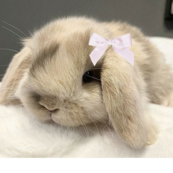 bunni