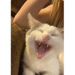 OLIVIAAAAAAA