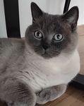 Team Katze Balu