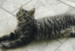 Cat people here!