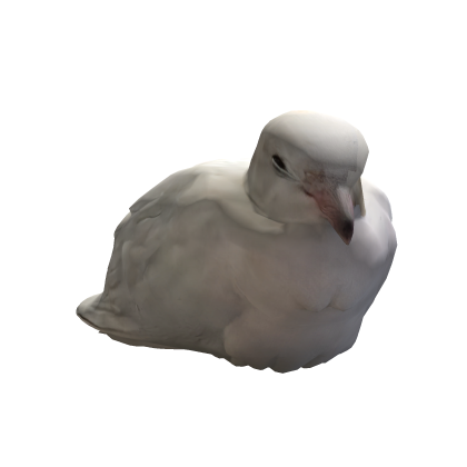 Cutesy chilled out ringneck dove head pal