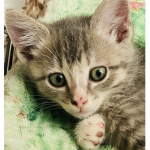 Every kitten aloud