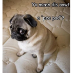 the imperial pug army