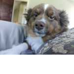 Tarynlovesdogs