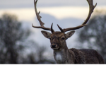 Rain deer group coparation
