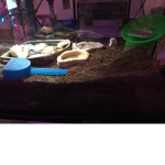 Hermit crab studio