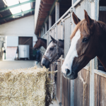 ~Sunset Stables~