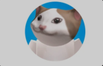 Meow studio’s