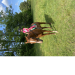 HorseyFolks