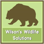 WWS︱Wilson's Wildlife Solutions