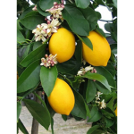 Lemons! <3