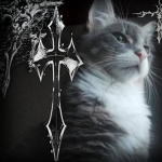 Cats Domain Group Thumbnail