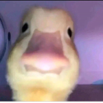 #little chicken :)