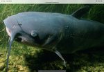 Fish vs sharks group 2