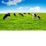 Fat Cows ;)