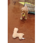 Honey the dog2342