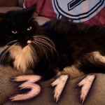 3 1 1