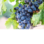 Grape of roblox