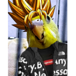 dodobobogoga