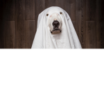 TheLonelyGhosts