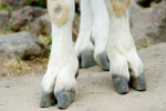 Goat Feet Studios