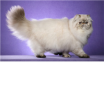 Persian Cat Lovers