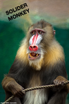 [The Elite Apes]