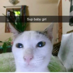 Offical Kitty Fan Club