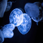 Jelly Fish Games