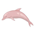 The Dancing Dolphins!!