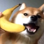 Banana Doge Squad