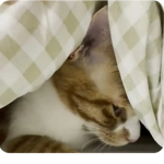 중2병고양이
