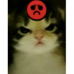 softkitty !!