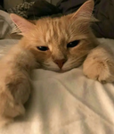 - pawz