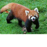 :3 !ANIMALS FOR LIFE! :3