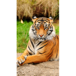 Tigers!- ReeseTheTiger offical group