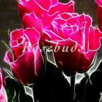 Rosebud’s :D