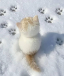 Cat is funny