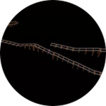 Flying Dutchman