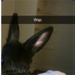 Ninja_~_Wolf