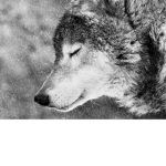 Wolf.Squad