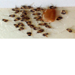 the roach gang>:)